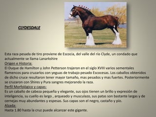 Esta raza pesada de tiro proviene de Escocia, del valle del río Clyde, un condado que
actualmente se llama Lanarkshire
Origen e Historia:
El Duque de Hamilton y John Petterson trajeron en el siglo XVIII varios sementales
flamencos para cruzarlos con yeguas de trabajo pesado Escocesas. Los caballos obtenidos
de dicho cruce resultaron tener mayor tamaño, mas pesados y mas fuertes. Posteriormente
se cruzaron con Shires y Pura sangres mejorando la raza.
Perfil Morfológico y capas:
Es un caballo de cabeza pequeña y elegante, sus ojos tienen un brillo y expresión de
inteligencia, su cuello es largo , arqueado y musculazo, sus patas son bastante largas y de
cernejas muy abundantes y espesas. Sus capas son el negro, castaño y pío.
Alzada:
Hasta 1.80 hasta la cruz puede alcanzar este gigante.
CLYDESDALE
 