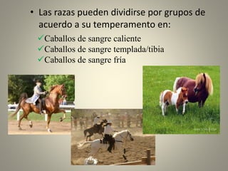 • Las razas pueden dividirse por grupos de
acuerdo a su temperamento en:
Caballos de sangre caliente
Caballos de sangre templada/tibia
Caballos de sangre fría
 