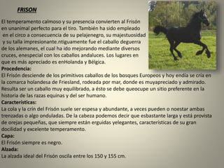 El temperamento calmoso y su presencia convierten al Frisón
en unanimal perfecto para el tiro. También ha sido empleado
en el circo a consecuencia de su pelajenegro, su majestuosidad
y su talla impresionante.ntiguamente fue el caballo deguerra
de los alemanes, el cual ha ido mejorando mediante diversos
cruces, enespecial con los caballos andaluces. Los lugares en
que es más apreciado es enHolanda y Bélgica.
Procedencia:
El Frisón desciende de los primitivos caballos de los bosques Europeos y hoy endía se cría en
la comarca holandesa de Friesland, rodeada por mar, donde es muyapreciado y admirado.
Resulta ser un caballo muy equilibrado, a ésto se debe queocupe un sitio preferente en la
historia de las razas equinas y del ser humano.
Características:
La cola y la crín del Frisón suele ser espesa y abundante, a veces pueden o noestar ambas
trenzadas o algo onduladas. De la cabeza podemos decir que esbastante larga y está provista
de orejas pequeñas, que siempre están erguidas yelegantes, características de su gran
docilidad y excelente temperamento.
Capa:
El Frisón siempre es negro.
Alzada:
La alzada ideal del Frisón oscila entre los 150 y 155 cm.
FRISON
 