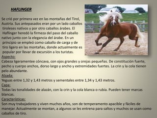 Se crió por primera vez en las montañas del Tirol,
Austria. Sus antepasados eran por un lado caballos
tiroleses nativos y por otro caballos árabes. El
Haflinger heredó la firmeza del paso del caballo
nativo junto con la elegancia del árabe. En un
principio se empleó como caballo de carga y de
tiro ligero en las montañas, donde actualmente es
popular por llevar de excursión a los turistas.
Aspecto:
Cabeza ligeramentee cóncava, con ojos grandes y orejas pequeñas. De constitución fuerte,
pecho y cuerpo anchos, dorso largo y ancho y extremidades fuertes. La crin y la cola tienen
pelo abundante.
Alzada:
Yeguas entre 1,32 y 1,43 metros y sementales entre 1,34 y 1,43 metros.
Capa:
Todas las tonalidades de alazán, con la crin y la cola blanca o rubia. Pueden tener marcas
blancas.
Características:
Son muy trabajadores y viven muchos años, son de temperamento apacible y fáciles de
manejar. Actualmente se montan, a algunos se les entrena para saltos y muchos se usan como
caballos de tiro.
HAFLINGER
 