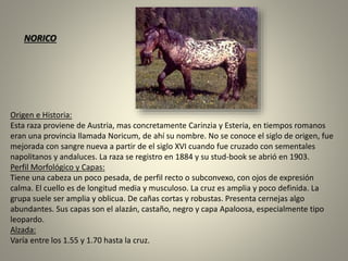 Origen e Historia:
Esta raza proviene de Austria, mas concretamente Carinzia y Esteria, en tiempos romanos
eran una provincia llamada Noricum, de ahí su nombre. No se conoce el siglo de origen, fue
mejorada con sangre nueva a partir de el siglo XVI cuando fue cruzado con sementales
napolitanos y andaluces. La raza se registro en 1884 y su stud-book se abrió en 1903.
Perfil Morfológico y Capas:
Tiene una cabeza un poco pesada, de perfil recto o subconvexo, con ojos de expresión
calma. El cuello es de longitud media y musculoso. La cruz es amplia y poco definida. La
grupa suele ser amplia y oblicua. De cañas cortas y robustas. Presenta cernejas algo
abundantes. Sus capas son el alazán, castaño, negro y capa Apaloosa, especialmente tipo
leopardo.
Alzada:
Varía entre los 1.55 y 1.70 hasta la cruz.
NORICO
 