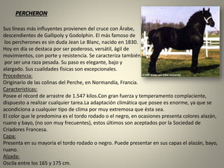 Sus líneas más influyentes provienen del cruce con Árabe,
descendientes de Gallipoly y Godolphin. El más famoso de
los percherones es sin duda Jean Le Blanc, nacido en 1830.
Hoy en día se destaca por ser poderoso, versátil, ágil de
movimientos, con porte y resistencia. Se caracteriza también
por ser una raza pesada. Su paso es elegante, bajo y
alargado. Sus cualidades físicas son excepcionales.
Procedencia:
Originario de las colinas del Perche, en Normandía, Francia.
Caracteristicas:
Posee el récord de arrastre de 1.547 kilos.Con gran fuerza y temperamento complaciente,
dispuesto a realizar cualquier tarea.La adaptación climática que posee es enorme, ya que se
acondiciona a cualquier tipo de clima por muy extremosa que ésta sea.
El color que le predomina es el tordo rodado o el negro, en ocasiones presenta colores alazán,
ruano y bayo, (no son muy frecuentes), estos últimos son aceptados por la Sociedad de
Criadores Francesa.
Capa:
Presenta en su mayoría el tordo rodado o negro. Puede presentar en sus capas el alazán, bayo,
ruano.
Alzada:
Oscila entre los 165 y 175 cm.
PERCHERON
 