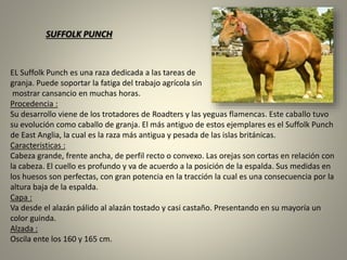 EL Suffolk Punch es una raza dedicada a las tareas de
granja. Puede soportar la fatiga del trabajo agrícola sin
mostrar cansancio en muchas horas.
Procedencia :
Su desarrollo viene de los trotadores de Roadters y las yeguas flamencas. Este caballo tuvo
su evolución como caballo de granja. El más antiguo de estos ejemplares es el Suffolk Punch
de East Anglia, la cual es la raza más antigua y pesada de las islas británicas.
Caracteristicas :
Cabeza grande, frente ancha, de perfil recto o convexo. Las orejas son cortas en relación con
la cabeza. El cuello es profundo y va de acuerdo a la posición de la espalda. Sus medidas en
los huesos son perfectas, con gran potencia en la tracción la cual es una consecuencia por la
altura baja de la espalda.
Capa :
Va desde el alazán pálido al alazán tostado y casi castaño. Presentando en su mayoría un
color guinda.
Alzada :
Oscila ente los 160 y 165 cm.
SUFFOLK PUNCH
 