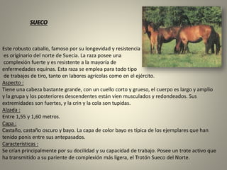 Este robusto caballo, famoso por su longevidad y resistencia
es originario del norte de Suecia. La raza posee una
complexión fuerte y es resistente a la mayoría de
enfermedades equinas. Esta raza se emplea para todo tipo
de trabajos de tiro, tanto en labores agrícolas como en el ejército.
Aspecto :
Tiene una cabeza bastante grande, con un cuello corto y grueso, el cuerpo es largo y amplio
y la grupa y los posteriores descendentes están vien musculados y redondeados. Sus
extremidades son fuertes, y la crin y la cola son tupidas.
Alzada :
Entre 1,55 y 1,60 metros.
Capa :
Castaño, castaño oscuro y bayo. La capa de color bayo es típica de los ejemplares que han
tenido ponis entre sus antepasados.
Características :
Se crían principalmente por su docilidad y su capacidad de trabajo. Posee un trote activo que
ha transmitido a su pariente de complexión más ligera, el Trotón Sueco del Norte.
SUECO
 