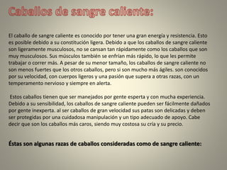 El caballo de sangre caliente es conocido por tener una gran energía y resistencia. Esto
es posible debido a su constitución ligera. Debido a que los caballos de sangre caliente
son ligeramente musculosos, no se cansan tan rápidamente como los caballos que son
muy musculosos. Sus músculos también se enfrían más rápido, lo que les permite
trabajar o correr más. A pesar de su menor tamaño, los caballos de sangre caliente no
son menos fuertes que los otros caballos, pero si son mucho más ágiles. son conocidos
por su velocidad, con cuerpos ligeros y una pasión que supera a otras razas, con un
temperamento nervioso y siempre en alerta.
Estos caballos tienen que ser manejados por gente esperta y con mucha experiencia.
Debido a su sensibilidad, los caballos de sangre caliente pueden ser fácilmente dañados
por gente inexperta. al ser caballos de gran velocidad sus patas son delicadas y deben
ser protegidas por una cuidadosa manipulación y un tipo adecuado de apoyo. Cabe
decir que son los caballos más caros, siendo muy costosa su cría y su precio.
Éstas son algunas razas de caballos consideradas como de sangre caliente:
 