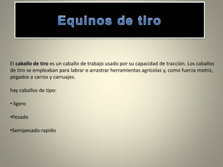 El caballo de tiro es un caballo de trabajo usado por su capacidad de tracción. Los caballos
de tiro se empleaban para labrar o arrastrar herramientas agrícolas y, como fuerza motriz,
pegados a carros y carruajes.
hay caballos de tipo:
• ligero
•Pesado
•Semipesado-rapido
 