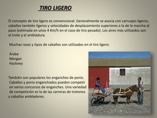 TIRO LIGERO
El concepto de tiro ligero es convencional. Generalmente se asocia con carruajes ligeros,
caballos también ligeros y velocidades de desplazamiento superiores a la de la marcha al
paso (estimada en unos 4 Km/h en el caso de tiro pesado). Los aires más utilizados son
el trote y el ambladura.
Muchas razas y tipos de caballos son utilizados en el tiro ligero:
Árabe
Morgan
Hackney
También son populares los enganches de ponis.
Caballos y ponis enganchados pueden competir
en varios concursos de enganches. Una variedad
de competición es la de las carreras de trotones
y caballos ambladores.
 