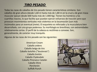 Todas las razas de caballos de tiro pesado tienen características similares. Son
caballos de gran altura (desde 1,60 m hasta más de 1,80 m en la cruz) y de gran masa
muscular (pesan desde 600 hasta más de 1.000 Kg). Tienen los hombros y los
cuartillas reacios, lo que facilita que puedan ejercer esfuerzos de tracción pero que
provocan movimientos verticales más violentos en la locomoción (son más
incómodos para un eventual jinete). El esqueleto es reforzado y la musculatura bien
desarrollada, con una grupa poderosa. Su morfología es brevilínea, con extremidades
relativamente cortas. El perfil de la cabeza es rectilíneo o convexo. Son,
generalmente, de carácter muy tranquilo.
Algunas de las razas de tiro pesado son las siguientes:
American Cream
Caballo ardens
Caballo belga de tiro
Caballo boloñés ("boulonais")
Caballo bretón
Caballo Clydesdale
Caballo Pirenaico Catalán
Caballo Shire
Percherón
Suffolk Punch
TIRO PESADO
 