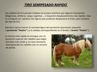 TIRO SEMIPESADO-RAPIDO
Los caballos de tiro pesado trabajan en el paso mientras que algunos transportes
(diligencias, artillería, cargas urgentes ,...) requieren desplazamientos más rápidos. Esto
se consiguió con caballos más ligeros que pudieran desplazarse al trote, pero siempre
del tipo de tiro.
Ejemplos típicos fueron la variedad ligera del percherón (percherón pequeño
o percherón "Postire" ) y el subtipo correspondiente en el bretón ( bretón "Postire" ).
La marcha más rápida se consigue con un
cansancio superior del caballos que exigía
jornadas más cortas y, en caso necesario,
reemplazando los caballos con un servicio
de postas.
 