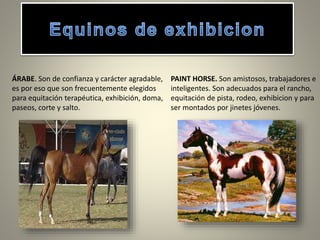 ÁRABE. Son de confianza y carácter agradable,
es por eso que son frecuentemente elegidos
para equitación terapéutica, exhibición, doma,
paseos, corte y salto.
PAINT HORSE. Son amistosos, trabajadores e
inteligentes. Son adecuados para el rancho,
equitación de pista, rodeo, exhibicion y para
ser montados por jinetes jóvenes.
 