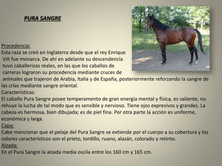 Procedencia:
Esta raza se creó en Inglaterra desde que el rey Enrique
VIII fue monarca. De ahí en adelante su descendencia
tuvo caballerizas reales, en las que los caballos de
carreras lograron su procedencia mediante cruces de
animales que trajeron de Arabia, Italia y de España, posteriormente reforzando la sangre de
las crías mediante sangre oriental.
Características:
El caballo Pura Sangre posee temperamento de gran energía mental y física, es valiente, no
rehuye la lucha de tal modo que es sensible y nervioso. Tiene ojos expresivos y grandes. La
cabeza es hermosa, bien dibujada; es de piel fina. Por otra parte la acción es uniforme,
económica y larga.
Capa:
Cabe mencionar que el pelaje del Pura Sangre se extiende por el cuerpo a su cobertura y los
colores característicos son el prieto, tordillo, ruano, alazán, colorado y retinto.
Alzada:
En el Pura Sangre la alzada media oscila entre los 160 cm y 165 cm.
PURA SANGRE
 