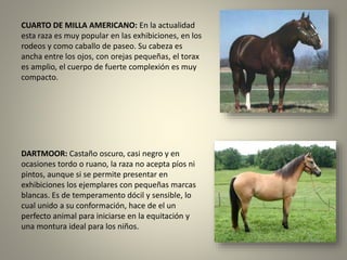 CUARTO DE MILLA AMERICANO: En la actualidad
esta raza es muy popular en las exhibiciones, en los
rodeos y como caballo de paseo. Su cabeza es
ancha entre los ojos, con orejas pequeñas, el torax
es amplio, el cuerpo de fuerte complexión es muy
compacto.
DARTMOOR: Castaño oscuro, casi negro y en
ocasiones tordo o ruano, la raza no acepta píos ni
pintos, aunque si se permite presentar en
exhibiciones los ejemplares con pequeñas marcas
blancas. Es de temperamento dócil y sensible, lo
cual unido a su conformación, hace de el un
perfecto animal para iniciarse en la equitación y
una montura ideal para los niños.
 