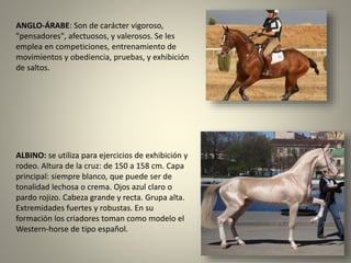 ANGLO-ÁRABE: Son de carácter vigoroso,
"pensadores", afectuosos, y valerosos. Se les
emplea en competiciones, entrenamiento de
movimientos y obediencia, pruebas, y exhibición
de saltos.
ALBINO: se utiliza para ejercicios de exhibición y
rodeo. Altura de la cruz: de 150 a 158 cm. Capa
principal: siempre blanco, que puede ser de
tonalidad lechosa o crema. Ojos azul claro o
pardo rojizo. Cabeza grande y recta. Grupa alta.
Extremidades fuertes y robustas. En su
formación los criadores toman como modelo el
Western-horse de tipo español.
 