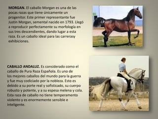 MORGAN. El caballo Morgan es una de las
pocas razas que tiene únicamente un
progenitor. Este primer representante fue
Justin Morgan, semental nacido en 1793. Llegó
a reproducir perfectamente su morfología en
sus tres descendientes, dando lugar a esta
raza. Es un caballo ideal para las carrerasy
exhibiciones.
CABALLO ANDALUZ. Es considerado como el
caballo de Pura Raza Española. Es uno de
los mejores caballos del mundo para la guerra
y fue muy codiciado por la nobleza. Esto es
debido a su porte real y sofisticado, su cuerpo
robusto y potente, y a su espesa melena y cola.
Esta raza de caballo no tiene temperamento
violento y es enormemente sensible e
inteligente.
 