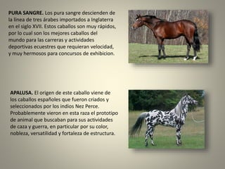 PURA SANGRE. Los pura sangre descienden de
la línea de tres árabes importados a Inglaterra
en el siglo XVII. Estos caballos son muy rápidos,
por lo cual son los mejores caballos del
mundo para las carreras y actividades
deportivas ecuestres que requieran velocidad,
y muy hermosos para concursos de exhibicion.
APALUSA. El origen de este caballo viene de
los caballos españoles que fueron criados y
seleccionados por los indios Nez Perce.
Probablemente vieron en esta raza el prototipo
de animal que buscaban para sus actividades
de caza y guerra, en particular por su color,
nobleza, versatilidad y fortaleza de estructura.
 