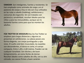 EXMOOR: Son inteligentes, fuertes y resistentes. Se
han empleado como animales de carga y en el
pastoreo de ovejas y hoy en día son muy utilizados
en las rutas a caballo (trekking), exhibiciones y
concursos de enganche. Sin son tratados con
paciencia y amabilidad, resultan ideales para los
niños y para los minusválidos, aunque son lo
bastante fuertes como para que los monten los
adultos.
FOX TROTTER DE MISSOURI:Hoy los Fox Trotter se
emplean para largas distancias y algunos se
presentan en exhibiciones. La cabeza posee una
forma elegante, con orejas puntiagudas y ojos
vivos. El cuello está bien musculado, las espaldas
son descendentes, el dorso es corto, el cuerpo
compacto. Entre 1,40 y 1,60 metros. Pueden ser de
cualquier tonalidad. Son dóciles y de buen
temperamento, así como fáciles de domar.
Resultan ideales como caballos de silla, con su aire
cómodo, sus cascos firmes y buen carácter.
 