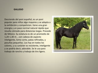 GALLEGO
Desciende del poni español, es un poni
popular para niños algo mayores y se adapta a
la exhibición y competicion. tiene una gran
energía y un paso normal natural rápido que
resulta cómodo para distancias largas. Procede
de México. Su estatura es de un promedio de
1,20-1,30 m. , con cabeza de aspecto
inteligente, lomo corto, patas refinadas, y
pezuñas pequeñas. Los hay en todos los
colores, y su carácter es resistente, inteligente
y se podría decir, adorable. Se le usa para
trabajo de rancho y trabajo de tiro ligero.
 