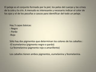 El pelaje es el conjunto formado por la piel, los pelos del cuerpo y las crines
de la cola y la crin. A menudo es interesante y necesario indicar el color de
los ojos y el de los pezuñas o cascos para identificar del todo un pelaje.
Hay 3 capas básicas:
- Negro
- Pardo
-Rojo
Sólo hay dos pigmentos que determinan los colores de los caballos :
-El eumelanina (pigmento negro o pardo)
-La feomelanina (pigmento rojo o amarillento)
Los caballos tienen ambos pigmentos, eumelanina y feomelanina.
 
