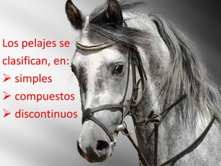 Los pelajes se
clasifican, en:
 simples
 compuestos
 discontinuos
 