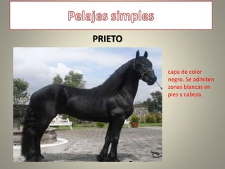 PRIETO
capa de color
negro. Se admiten
zonas blancas en
pies y cabeza.
 