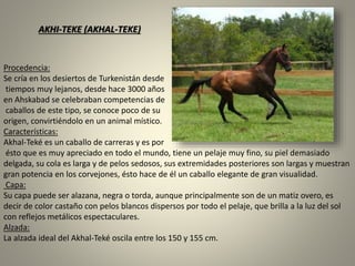 AKHI-TEKE (AKHAL-TEKE)
Procedencia:
Se cría en los desiertos de Turkenistán desde
tiempos muy lejanos, desde hace 3000 años
en Ahskabad se celebraban competencias de
caballos de este tipo, se conoce poco de su
origen, convirtiéndolo en un animal místico.
Características:
Akhal-Teké es un caballo de carreras y es por
ésto que es muy apreciado en todo el mundo, tiene un pelaje muy fino, su piel demasiado
delgada, su cola es larga y de pelos sedosos, sus extremidades posteriores son largas y muestran
gran potencia en los corvejones, ésto hace de él un caballo elegante de gran visualidad.
Capa:
Su capa puede ser alazana, negra o torda, aunque principalmente son de un matiz overo, es
decir de color castaño con pelos blancos dispersos por todo el pelaje, que brilla a la luz del sol
con reflejos metálicos espectaculares.
Alzada:
La alzada ideal del Akhal-Teké oscila entre los 150 y 155 cm.
 