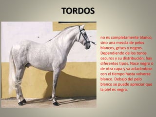 TORDOS
no es completamente blanco,
sino una mezcla de pelos
blancos, grises y negros.
Dependiendo de los tonos
oscuros y su distribución, hay
diferentes tipos. Nace negro o
de otra capa y va aclarándose
con el tiempo hasta volverse
blanco. Debajo del pelo
blanco se puede apreciar que
la piel es negra.
 