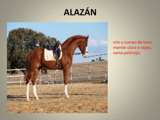 ALAZÁN
crin y cuerpo de tono
marrón claro o rojizo,
como pelirrojo.
 