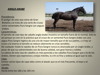 Procedencia:
El pedigrí de esta raza viene de Gran
Bretaña y se trata de una serie de cruzas
entre sementales Pura Sangre con yeguas
árabes.
Características:
El tamaño de este tipo de caballo anglo-árabe muestra un tamaño fuera de lo normal, ésto es
así porque se cree en la práctica que el cruce de un semental Pura Sangre árabe con una
yegua Pura Sangre Inglesa da una cría de mayor tamaño que el de sus padres, y si hay un
cruce a la inversa el tamaño se reduce sólamente en crías sensibles.
De cualquier modo la rapidez de un Pura Sangre nunca es alcanzada por un anglo-árabe, a
pesar de que sus extremidades son de buena calidad, con gran fuerza y solidez.
La cabeza de esta raza de caballos es más parecida a los caballos Pura Sangre que a la de los
árabes, tienen ojos expresivos y orejas móviles, la crín es fina y sedosa al igual que la cola.
Capa:
Existen varios tipos de capa tales como el alazán que es el más frecuente, el bayo y el
castaño.
Alzada:
Oscila entre los 160 y los 165 cm.
ANGLO-ARABE
 