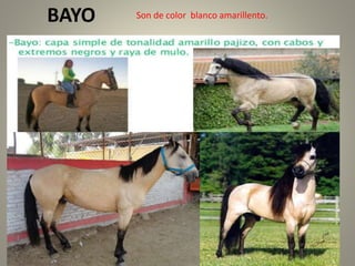 BAYO Son de color blanco amarillento.
 