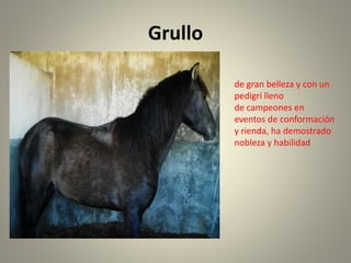 Grullo
de gran belleza y con un
pedigrí lleno
de campeones en
eventos de conformación
y rienda, ha demostrado
nobleza y habilidad
 