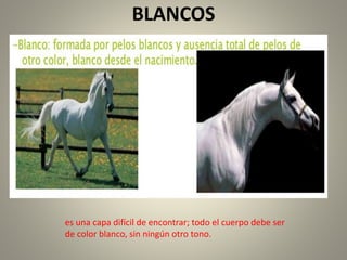 BLANCOS
es una capa difícil de encontrar; todo el cuerpo debe ser
de color blanco, sin ningún otro tono.
 