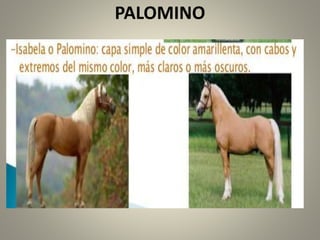 PALOMINO
 