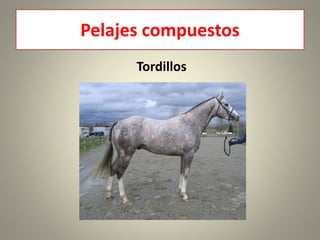Pelajes compuestos
Tordillos
 