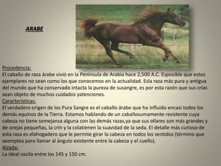 Procedencia:
El caballo de raza árabe vivió en la Península de Arabia hace 2,500 A.C. Esposible que estos
ejemplares no sean como los que conocemos en la actualidad. Esla raza más pura y antigua
del mundo que ha conservado intacta la pureza de susangre, es por esta razón que sus crías
sean objeto de muchos cuidados yatenciones.
Características:
El verdadero origen de los Pura Sangre es el caballo árabe que ha influído encasi todos los
demás equinos de la Tierra. Estamos hablando de un caballosumamente resistente cuya
cabeza no tiene semejanza alguna con las demás razas,ya que sus ollares son más grandes y
de orejas pequeñas, la crín y la colatienen la suavidad de la seda. El detalle más curioso de
esta raza es elahogadero que le permite girar la cabeza en todos los sentidos (término que
seemplea para llamar al ángulo existente entre la cabeza y el cuello).
Alzada:
La ideal oscila entre los 145 y 150 cm.
ARABE
 
