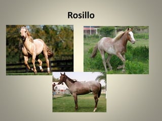 Rosillo
 