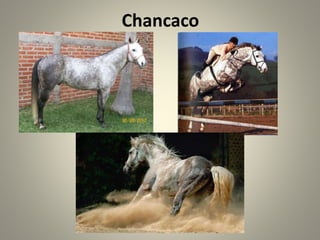 Chancaco
 