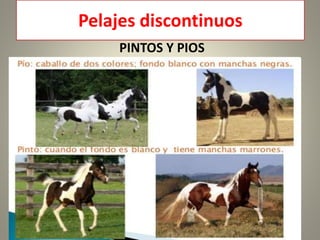 Pelajes discontinuos
PINTOS Y PIOS
 
