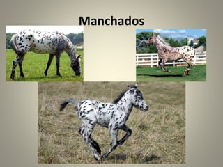 Manchados
 