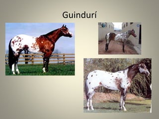 Guindurí
 