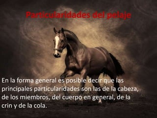 Particularidades del pelaje
En la forma general es posible decir que las
principales particularidades son las de la cabeza,
de los miembros, del cuerpo en general, de la
crin y de la cola.
 