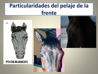Particularidades del pelaje de la
frente
PELOS BLANCOS
 