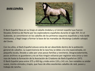 BARB ESPAÑOL
El Barb Español lleva en su linaje al caballo Andaluz y el Jennet español que fueron
llevados América del Norte por los exploradores españoles durante el siglo XVI. En el
Sudoeste, se convirtieron en los caballos de los primeros vaqueros españoles y más tarde
mexicanos, y llegó luego a formar la base de las manadas de Mustangs (caballo salvaje)
del Oeste.
Con los años, el Barb Español estuvo cerca de ser absorbido dentro de la población
general de caballos. La supervivencia de la raza hoy se debe a la cría especializada, en
pequeña escala, llevada a cabo por unas pocas familias y rancheros. Desgraciadamente,
pocos archivos se guardaron y no se hizo ningún esfuerzo por registrar esta única y rara
raza de hasta la formación de la Asociación de Criadores de Barb Español en 1972.
El Barb Español pesa entre 375 y 450 Kg y mide entre 133 y 141 cm. Son notables su andar
suave, monta cómoda y trapío, que hace de ellos excelentes caballos de raid, paseo y
trabajo de rancho.
 