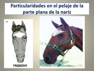 Particularidades en el pelaje de la
parte plana de la nariz
FRONTINO
 