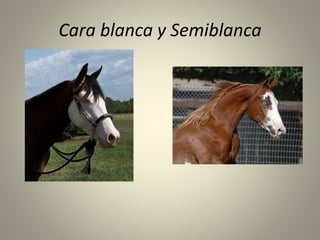 Cara blanca y Semiblanca
 