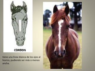 CORDON
tiene una línea blanca de los ojos al
hocico, pudiendo ser más o menos
ancha.
 