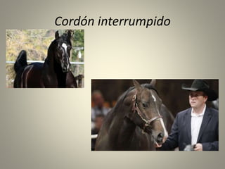 Cordón interrumpido
 