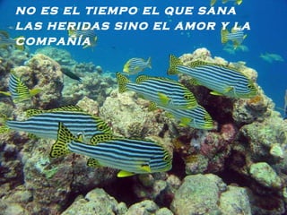 no es el tiempo el que sana las heridas sino el amor y la compañía   