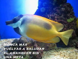 Nunca más vuelvas a saludar el amanecer sin una meta   