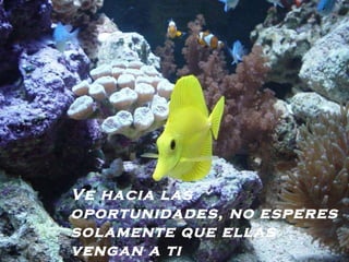 Ve hacia las oportunidades, no esperes solamente que ellas vengan a ti   