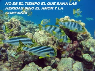 no es el tiempo el que sana las heridas sino el amor y la compañía   